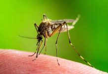 Mosquito feeding on human skin