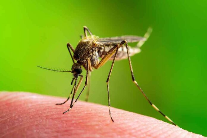 shutterstock_1396406867-5 Mosquito feeding on human skin