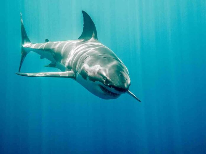 Great white shark swimming in blue ocean