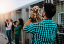 Horrific Puppy Kill Caught On Camera Man holding a puppy at an animal shelter